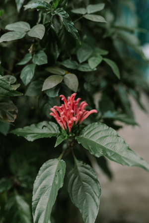pink plume flower. Flamingo Flower Justicia carnea blooms in gardenの写真素材