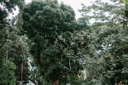 Lush green trees in a serene urban setting, blending nature and city life. Dense foliage creates a refreshing, peaceful atmosphere, perfect for relaxation or outdoor activitiesの写真素材