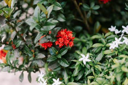 Lush green foliage with delicate white star-shaped flowers blooming in a natural garden setting,...