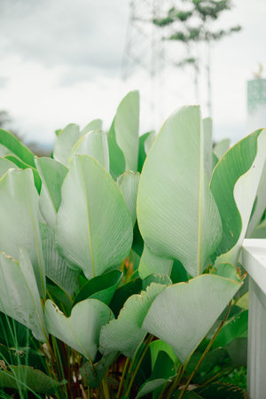 A vibrant border of tropical plants with large green leaves beside a manicured lawn.