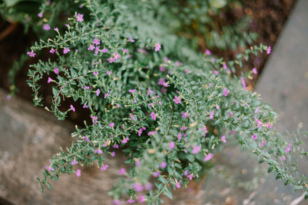 Close-up of a bush with small purple flowers.の写真素材