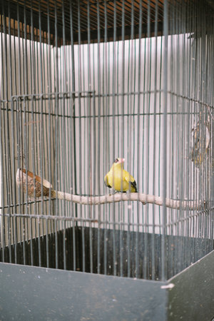 A small yellow bird perched inside a cage.の写真素材