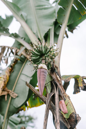 Banana tree blossom hanging amidst large green leaves.
