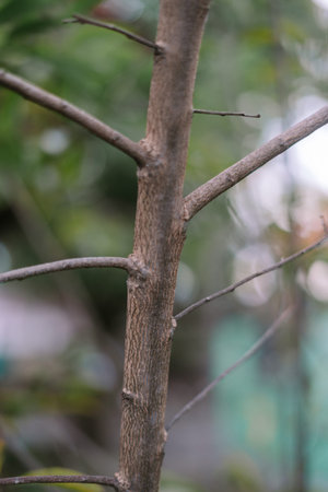 Close-up of an unripe sugar apple still growing on the tree.