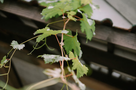 Delicate grapevine tendrils reach down