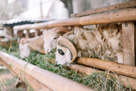 Sheep eat hay in a bamboo enclosureの写真素材