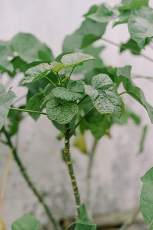 Close-up of vibrant green leaves with intricate veins and textures. A study in natural patterns.