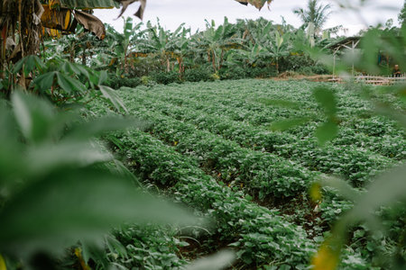 Rows of vibrant green crops stretch across a cultivated field.