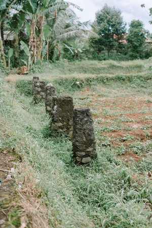 Stone markers line a rice paddy, demarcating the boundaries and adding a rustic touch to the landscapeの写真素材