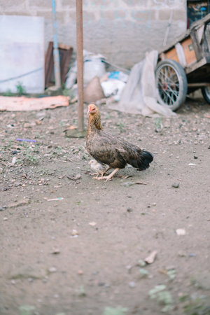 roosters and chicken stand proudly in a rustic farmyard, showcasing their vibrant plumage.の写真素材