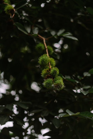 Unripe rambutan fruit hanging from a tree branch.の写真素材