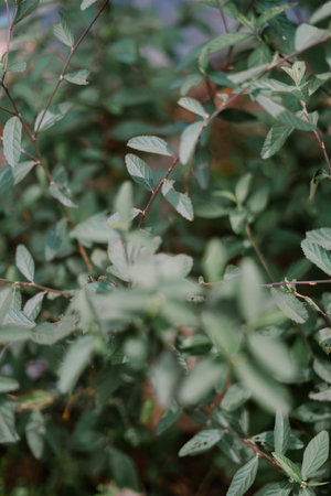 Close-up of delicate green leaves with small holes.の写真素材
