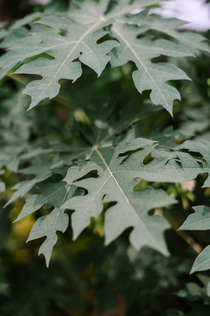 Close-up view of a textured papaya leaf, showcasing its intricate veins.