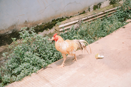 A rooster walks along a path bordered by green plantsの写真素材
