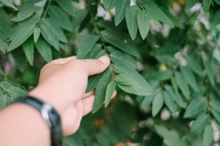 Dense green leaves forming a natural canopy.の写真素材