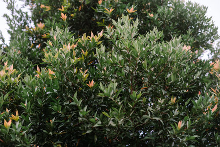 Close-up of a Syzygium paniculatum tree, also known as the Australian Rose Apple. Its vibrant green...