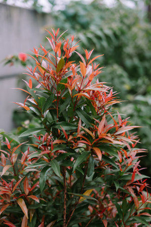 Close-up shot of a vibrant Photinia plant showcasing its striking red and green leaves. Perfect for adding a touch of natural beauty and color to your creative projects. Ideal for backgrounds, ornamental designs, and botanical themesの写真素材