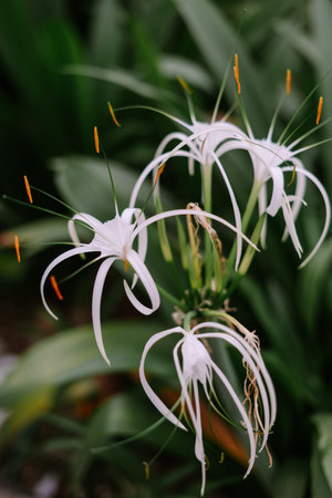 Close-up shot revealing the intricate details of a cluster of white spider lily flowers. The blooms showcase unique petal structures and gracefully extended stamens, set against a backdrop of lush green foliage. Evokes a sense of serenity and natural beauty.の写真素材