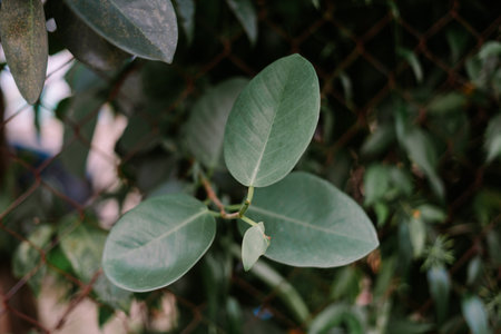 A close-up captures a cluster of fresh green leaves against an old fence, showcasing a natural pattern. The organic texture and vibrant color evoke a sense of fresh growth and nature's perseverance.の写真素材