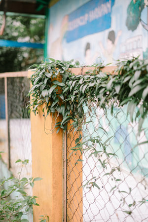 A close-up showcases a fence covered in lush green vines, set against an urban backdrop. The scene combines natural elements with the hard lines of the structure, with a mural visible in the distance, creating a vibrant and textured composition.の写真素材