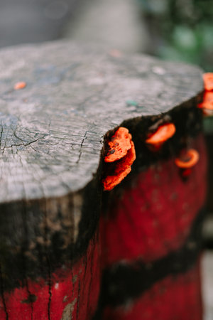 A close-up showing vibrant orange fungi clinging to the side of a weathered red painted wooden stump, revealing a textured and organic aesthetic. A detail shot of natural world where life thrives.の写真素材