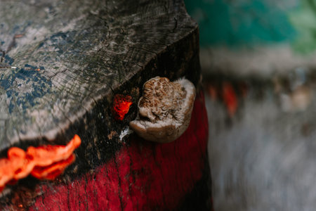 A close-up shows the intricate details of a decaying tree trunk, adorned with vibrant red fungus and a uniquely textured mushroom. The contrast between the weathered wood and the bright fungal growth creates a captivating natural composition.の写真素材