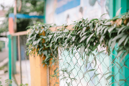 Close-up of a chain link fence adorned with vibrant green foliage. The image captures the juxtaposition of natural overgrowth against the backdrop of colorful urban architecture, creating a textured and detailed scene of nature reclaiming space.の写真素材