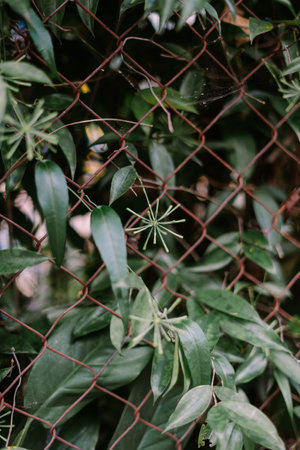 Close-up of lush green foliage growing through and around a rusted chain link fence. The image showcases the contrast between the vibrant life of the plants and the aged, weathered metal, creating a textural interplay.の写真素材