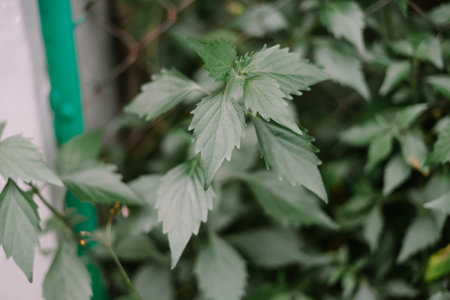 A detailed, close-up photograph of lush green foliage. The serrated edges of the leaves are clearly visible, highlighting the plant's healthy growth and natural texture. The image captures the essence of vibrant, thriving greenery.の写真素材