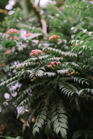 A captivating close-up of a curry tree displaying its vibrant green foliage and small, delicate pink fruits. This botanical image captures the essence of nature's beauty, ideal for showcasing herbal ingredients, tropical landscapes, or organic food themes.の写真素材