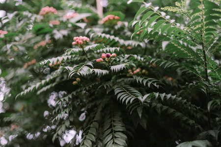 Detailed shot of a curry leaf plant featuring its vibrant green leaves and clusters of small, pinkish-red berries. The aromatic plant, often used in Asian cuisine, offers a fresh and natural backdrop.の写真素材