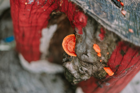 Close-up of vibrant orange fungi growing on weathered, red painted wood. Contrasting textures and colors create a visually intriguing nature study. Macro detail captures the beauty of decay and new growth.の写真素材