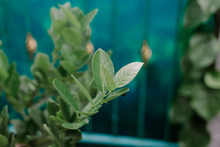Close-up showcases vibrant green leaves set against a soothing teal backdrop. This image captures the essence of botanical beauty, illustrating the tranquility and freshness found in nature. Perfect for conveying organic growth and ecological harmony.の写真素材