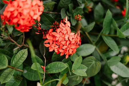 A close-up shot showcases the striking beauty of an Ixora flower, its brilliant red petals contrasting against the backdrop of dense, green leaves. The image captures the essence of tropical flora, conveying a sense of freshness and natural elegance. Perfect for botanical and nature-themed projects.の写真素材