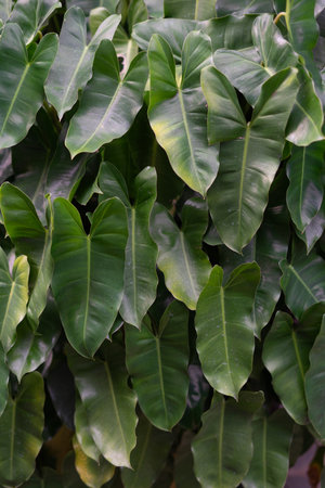 Close up shot of vibrant green philodendron burle marx foliage. The lush, tropical leaves create a natural, botanical texture, perfect for backgrounds or designs evoking freshness and growth.の写真素材
