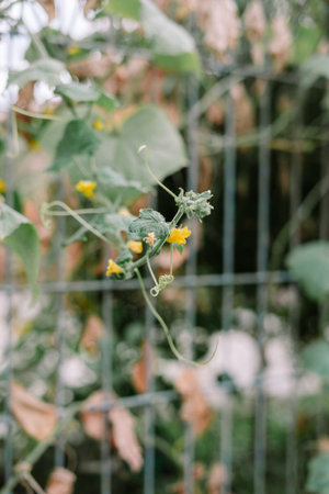 A close-up photograph showcasing the delicate beauty of a cucumber vine in bloom. The vine climbs gracefully up a metal trellis, with tiny yellow blossoms adding a touch of color to the lush green foliage. Shot in soft light for an organic feel.の写真素材