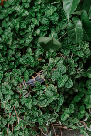 Dense ground cover showcases textured green leaves. The image captures the vibrant details of this verdant plant life. Perfect for conveying themes of nature, growth, and natural backgrounds.の写真素材