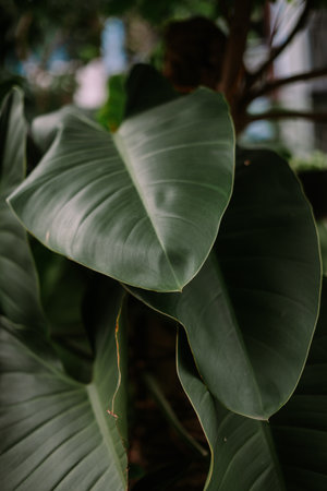 Close-up of lush, dark green philodendron leaves. Botanical detail showcasing vibrant foliage texture. Perfect for backgrounds, nature-themed designs, or adding a touch of tropical elegance to your project.の写真素材