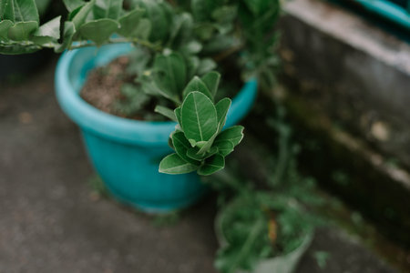 A vibrant green potted plant takes center stage, its lush leaves exuding freshness. The turquoise container adds a pop of color. A visual representation of growth and nurturing.の写真素材