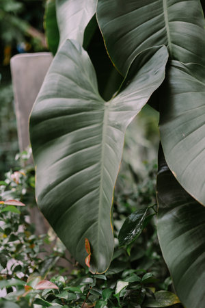 Close-up shot of large, broadleaf plants in a verdant setting. Lush foliage creates a textured backdrop, emphasizing natural beauty and serenity. Ideal for themes of nature, conservation, or botanical studies.の写真素材