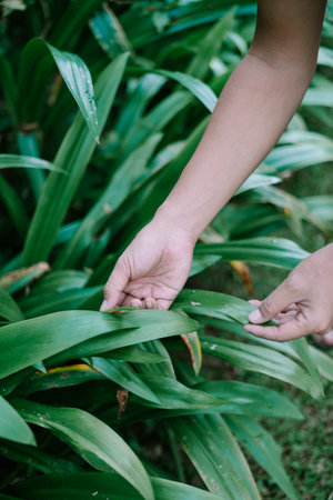Close up hands gently touch vibrant green leaves. A connection with nature, showing care and...