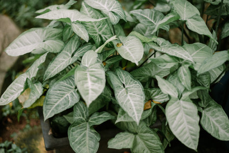 Close-up of vibrant Syngonium Podophyllum, showcasing its unique leaf structure and texture. Perfect for botanical or tropical design projectsの写真素材