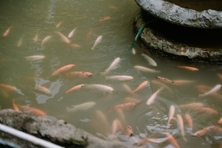 Tilapia swims in a garden pond. Cultured fish close up sceneryの写真素材