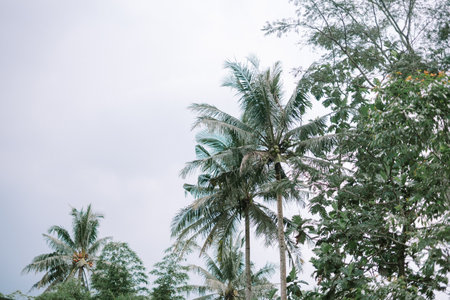 A tranquil scene featuring palm trees reaching towards an overcast sky, capturing the essence of a tropical island paradiseの写真素材