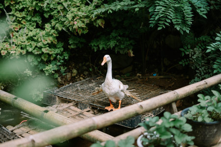 Goose portrait in nature. Serene outdoor scene of a domestic goose standing on a wooden platform...