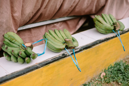 Close up bunches of unripe green bananas with vibrant blue strings securing them together. A fresh, exotic tropical displayの写真素材