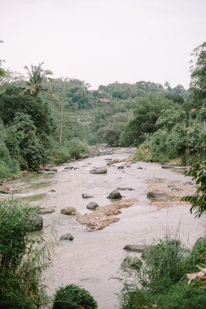 A tranquil river flows through a vibrant, green landscape in Ubud, Bali. Lush foliage and rocks dot the scene.の写真素材