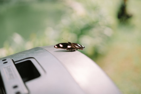 Butterfly resting peacefully on a gray metal. Serene outdoor nature scene in soft focus.の写真素材