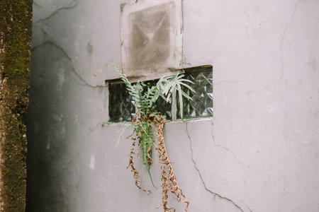 Fern growing through a glass block window in an old concrete wall. Shows resilience of nature in the...