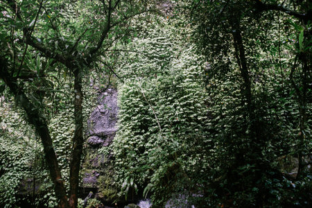 Lush foliage clings to a rocky outcrop in this vibrant and inviting forest scene.の写真素材